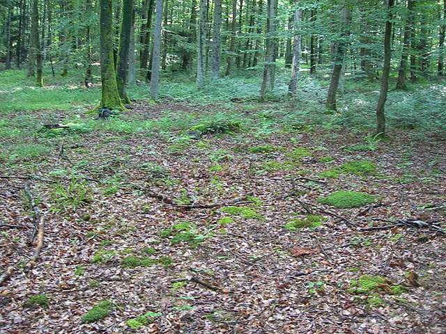 I  Funghi  della  faggeta  calcarea